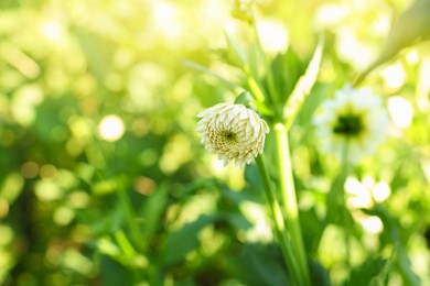 Photo of Beautiful white dahlia flowers growing outdoors, space for text
