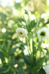Photo of Beautiful white dahlia flowers growing in garden