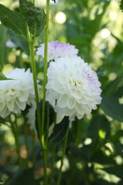 Photo of Beautiful color dahlia flowers with green leaves growing outdoors