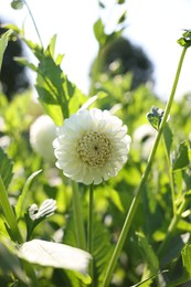 Photo of Beautiful white dahlia flowers with green leaves growing outdoors