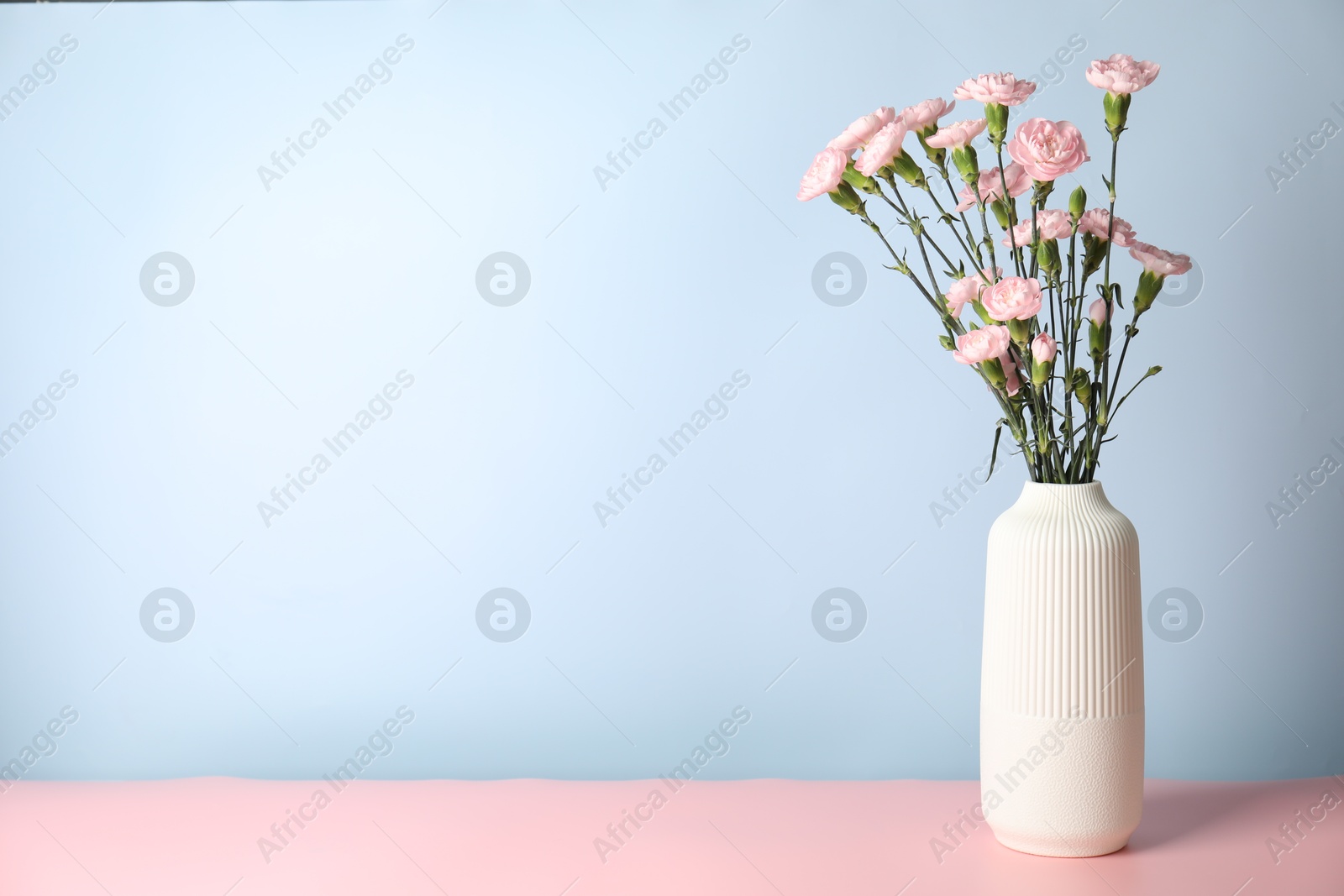 Beautiful carnation flowers in vase on pink table against light blue background, space for text Photo of Beautiful carnation flowers in vase on pink table against light blue background, space for text