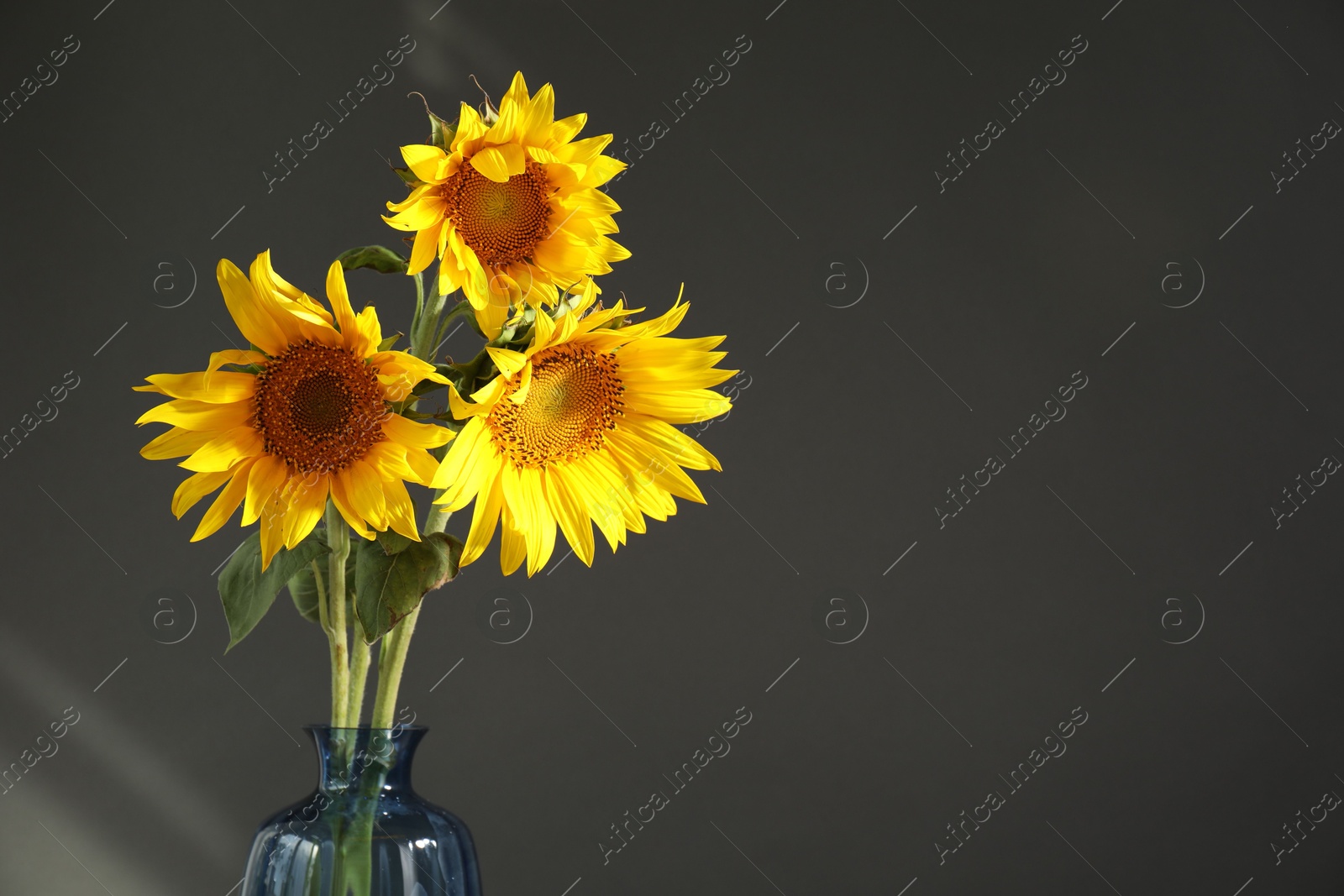 Beautiful sunflowers in vase on black background, closeup. Space for text Photo of Beautiful sunflowers in vase on black background, closeup. Space for text