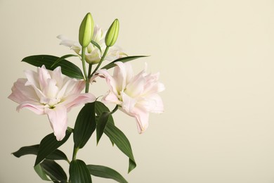 Photo of Beautiful lily flowers on beige background, closeup. Space for text