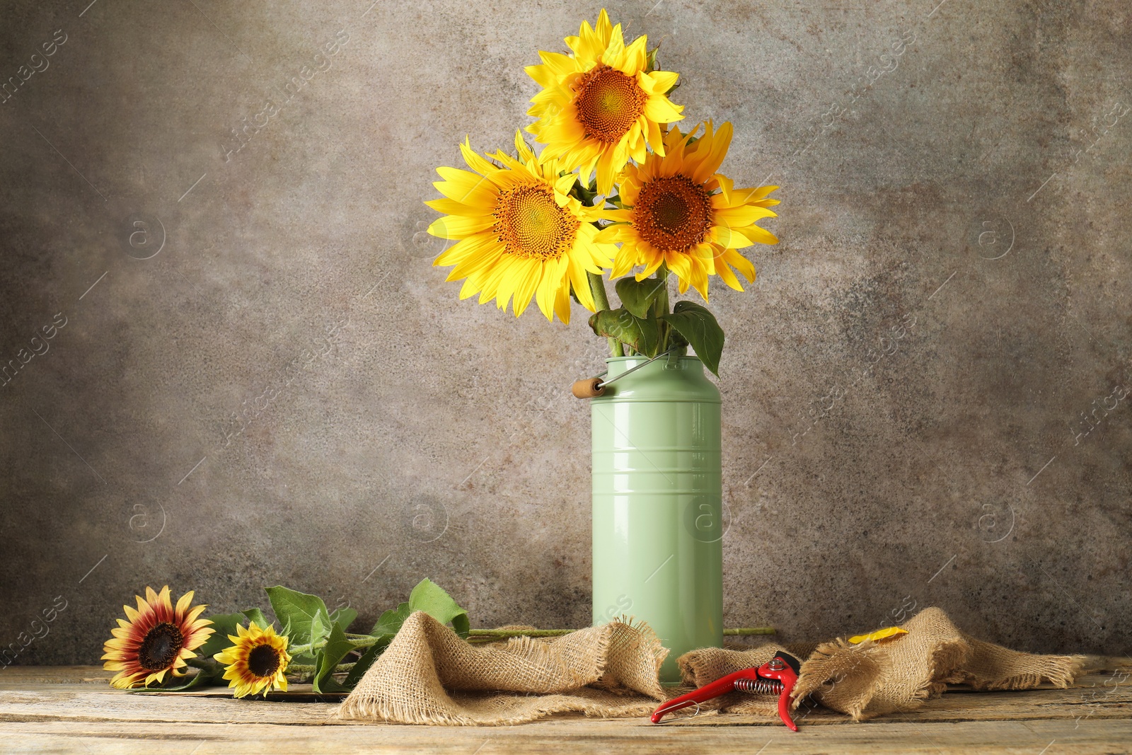 Beautiful sunflowers in can used as vase and secateurs on wooden table Photo of Beautiful sunflowers in can used as vase and secateurs on wooden table