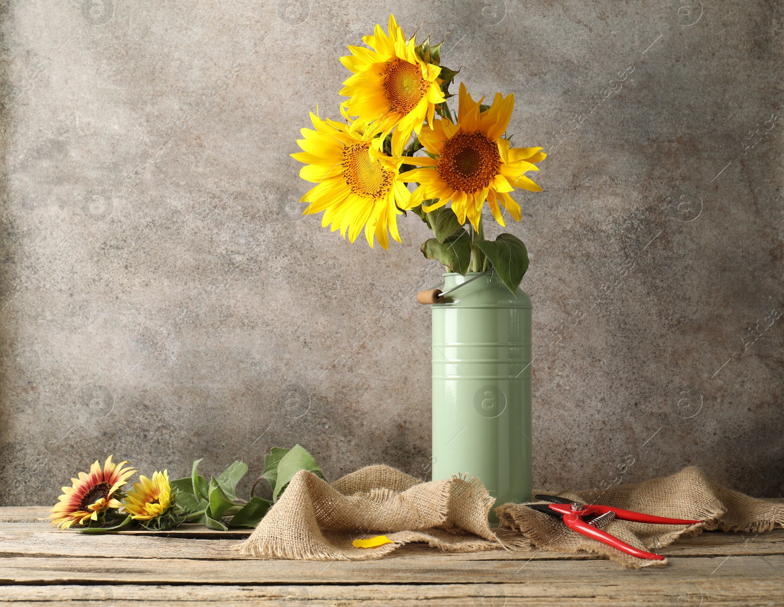 Beautiful sunflowers in can used as vase and secateurs on wooden table, space for text Photo of Beautiful sunflowers in can used as vase and secateurs on wooden table, space for text