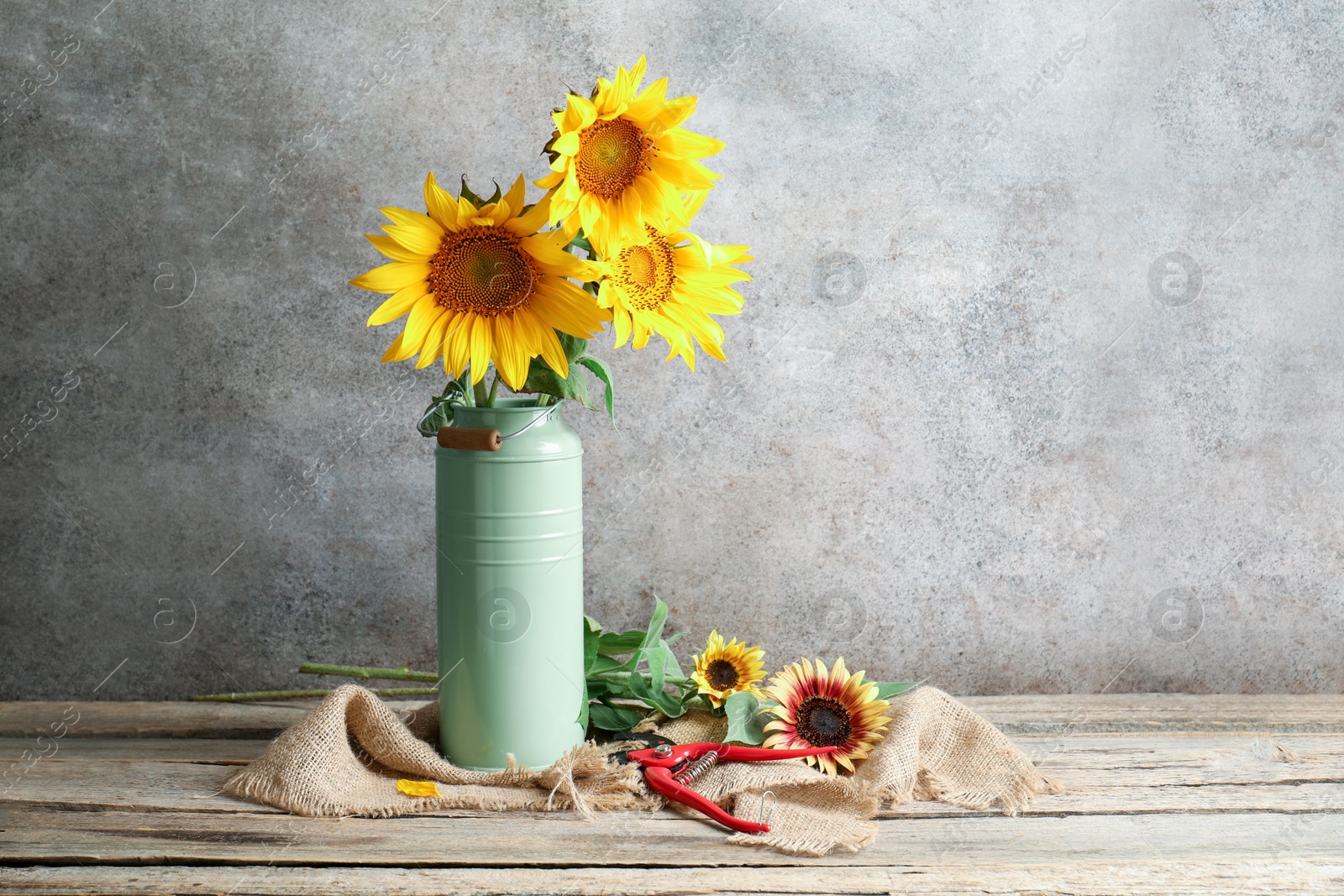 Beautiful sunflowers in can used as vase and secateurs on wooden table, space for text Photo of Beautiful sunflowers in can used as vase and secateurs on wooden table, space for text