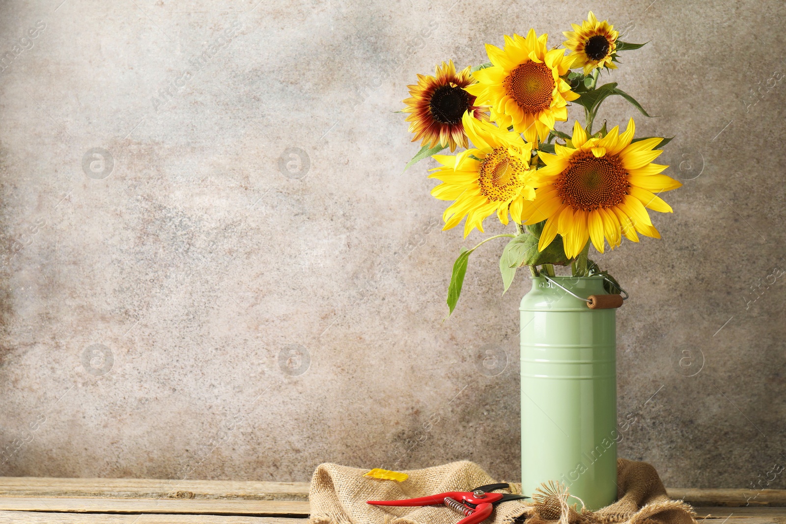 Beautiful sunflowers in can used as vase and secateurs on wooden table, space for text Photo of Beautiful sunflowers in can used as vase and secateurs on wooden table, space for text