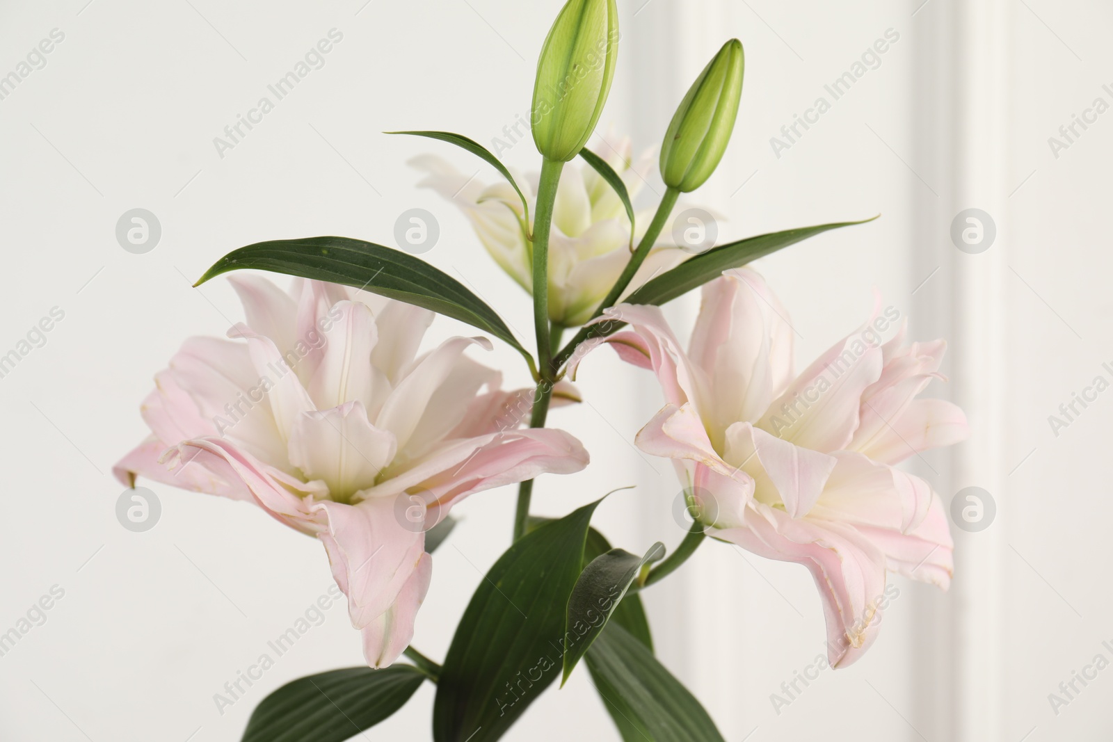 Beautiful lily flowers near white wall indoors, closeup Photo of Beautiful lily flowers near white wall indoors, closeup
