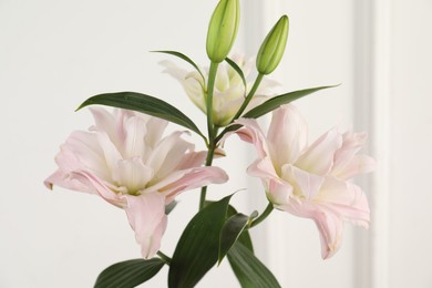 Photo of Beautiful lily flowers near white wall indoors, closeup