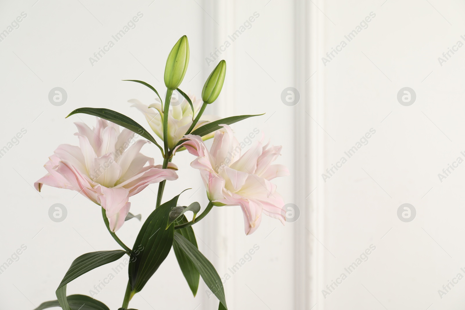 Beautiful lily flowers near white wall indoors, closeup. Space for text Photo of Beautiful lily flowers near white wall indoors, closeup. Space for text