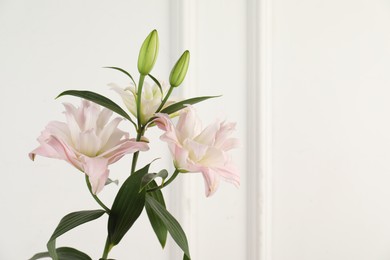 Photo of Beautiful lily flowers near white wall indoors, closeup. Space for text