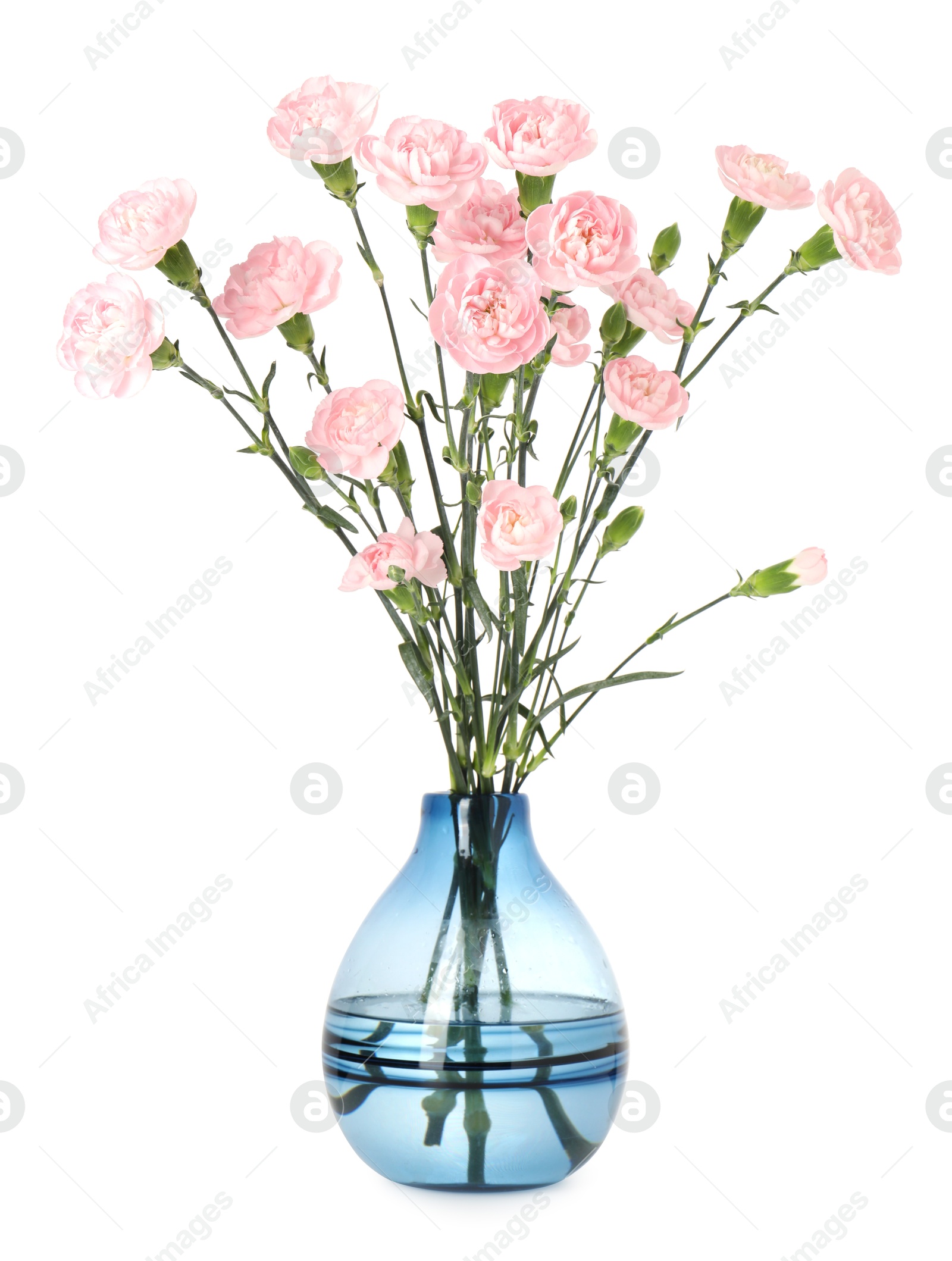 Beautiful carnation flowers in vase isolated on white Photo of Beautiful carnation flowers in vase isolated on white