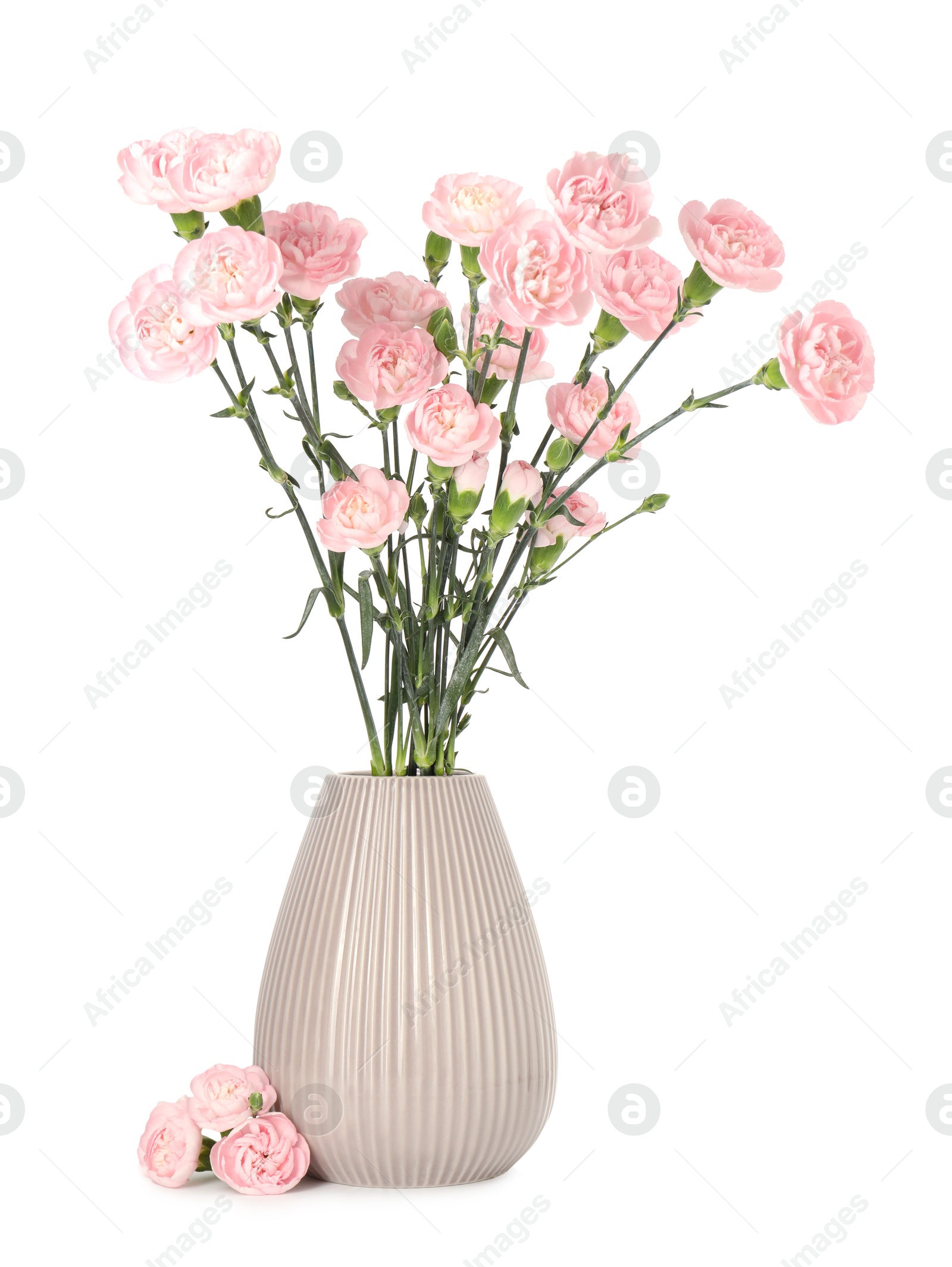 Photo of Beautiful carnation flowers in vase isolated on white