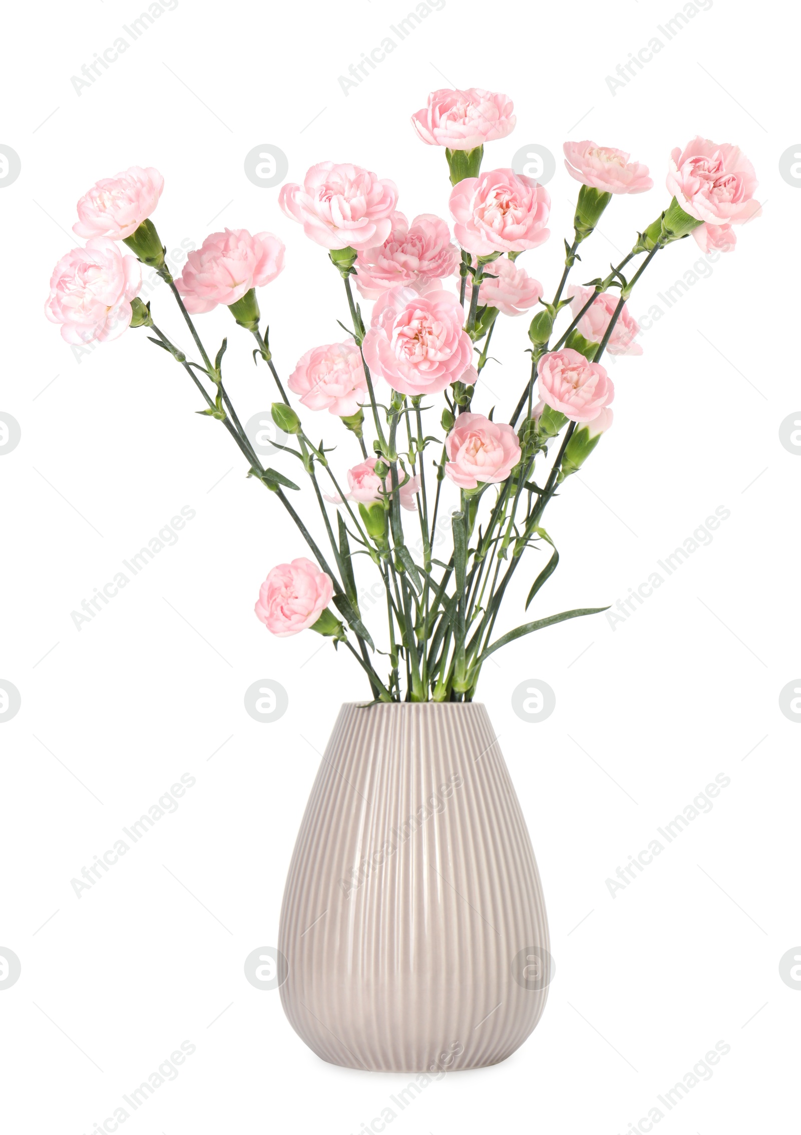 Beautiful carnation flowers in vase isolated on white Photo of Beautiful carnation flowers in vase isolated on white