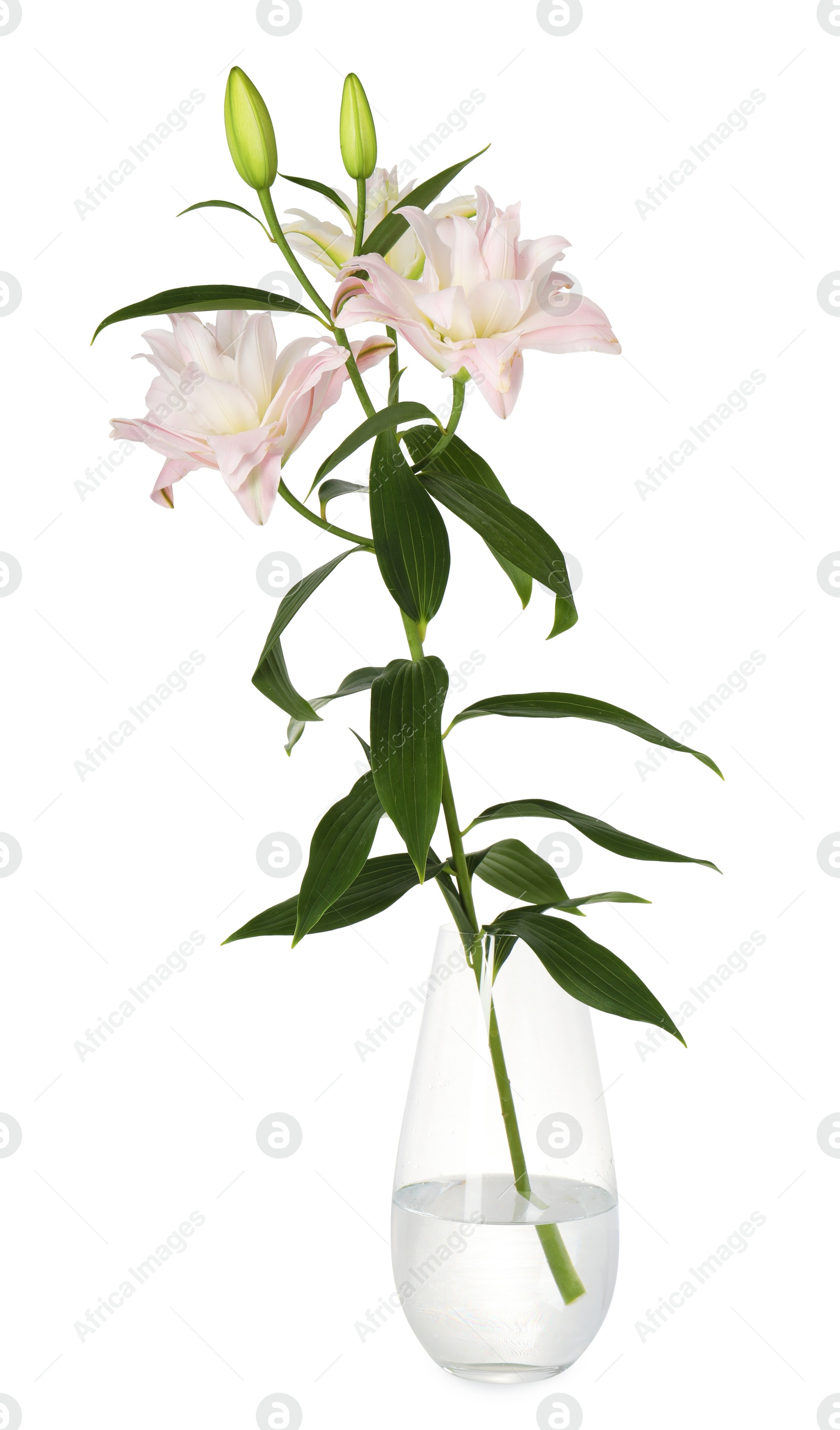 Photo of Beautiful lily flowers in glass vase isolated on white