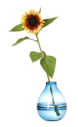 Photo of Beautiful sunflower in glass vase isolated on white