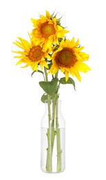 Photo of Beautiful sunflowers in glass vase isolated on white