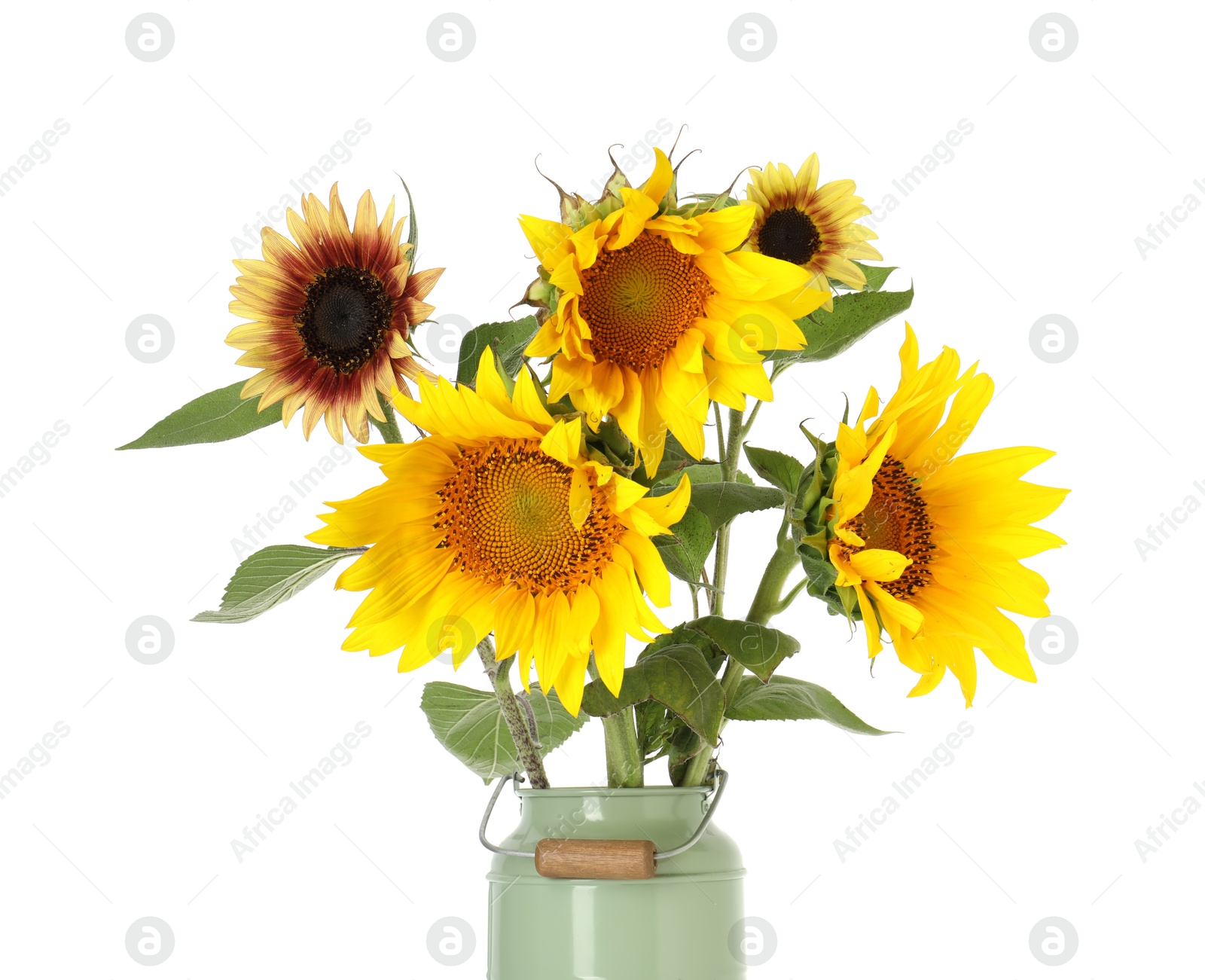 Photo of Beautiful sunflowers in can used as vase isolated on white