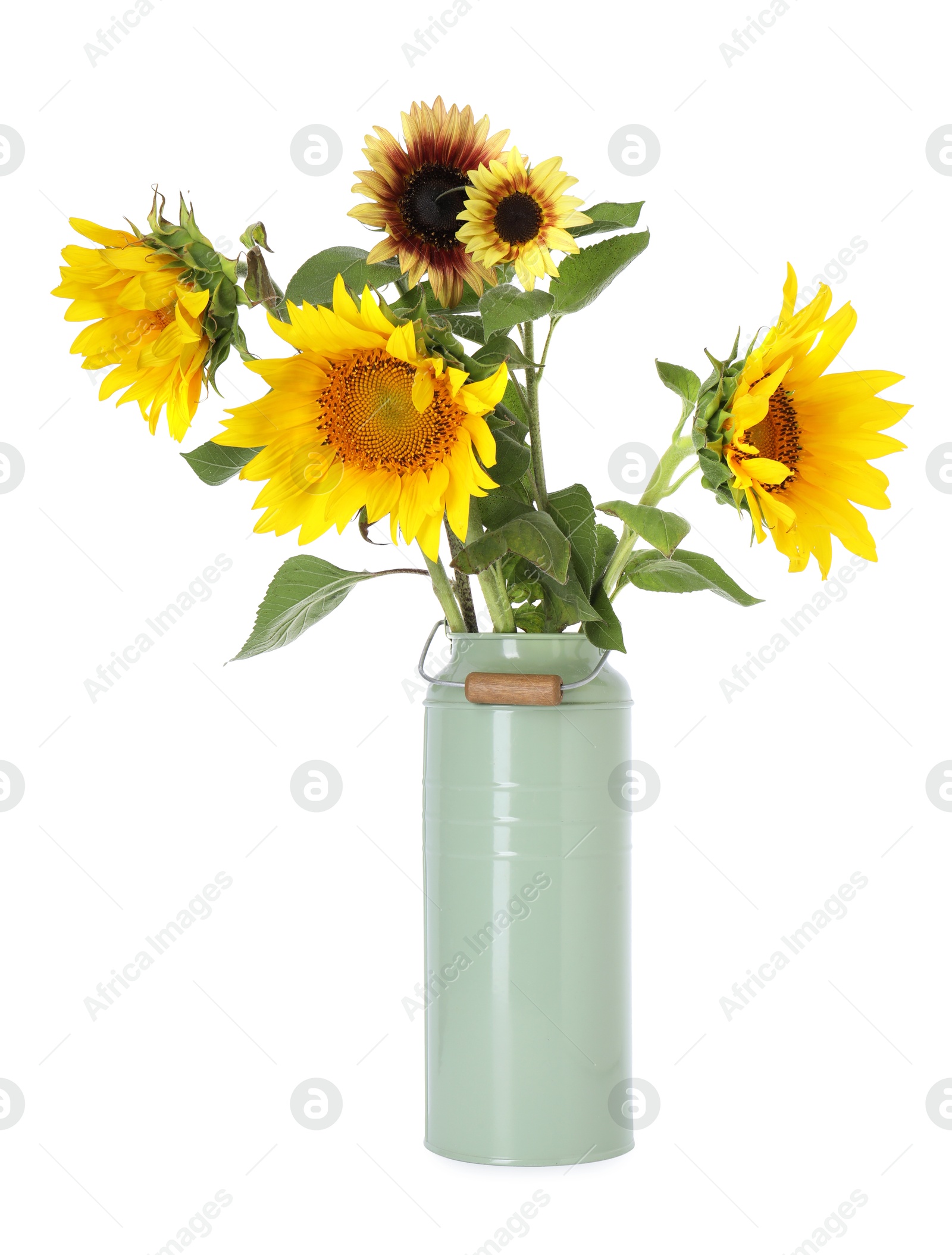 Photo of Beautiful sunflowers in can used as vase isolated on white