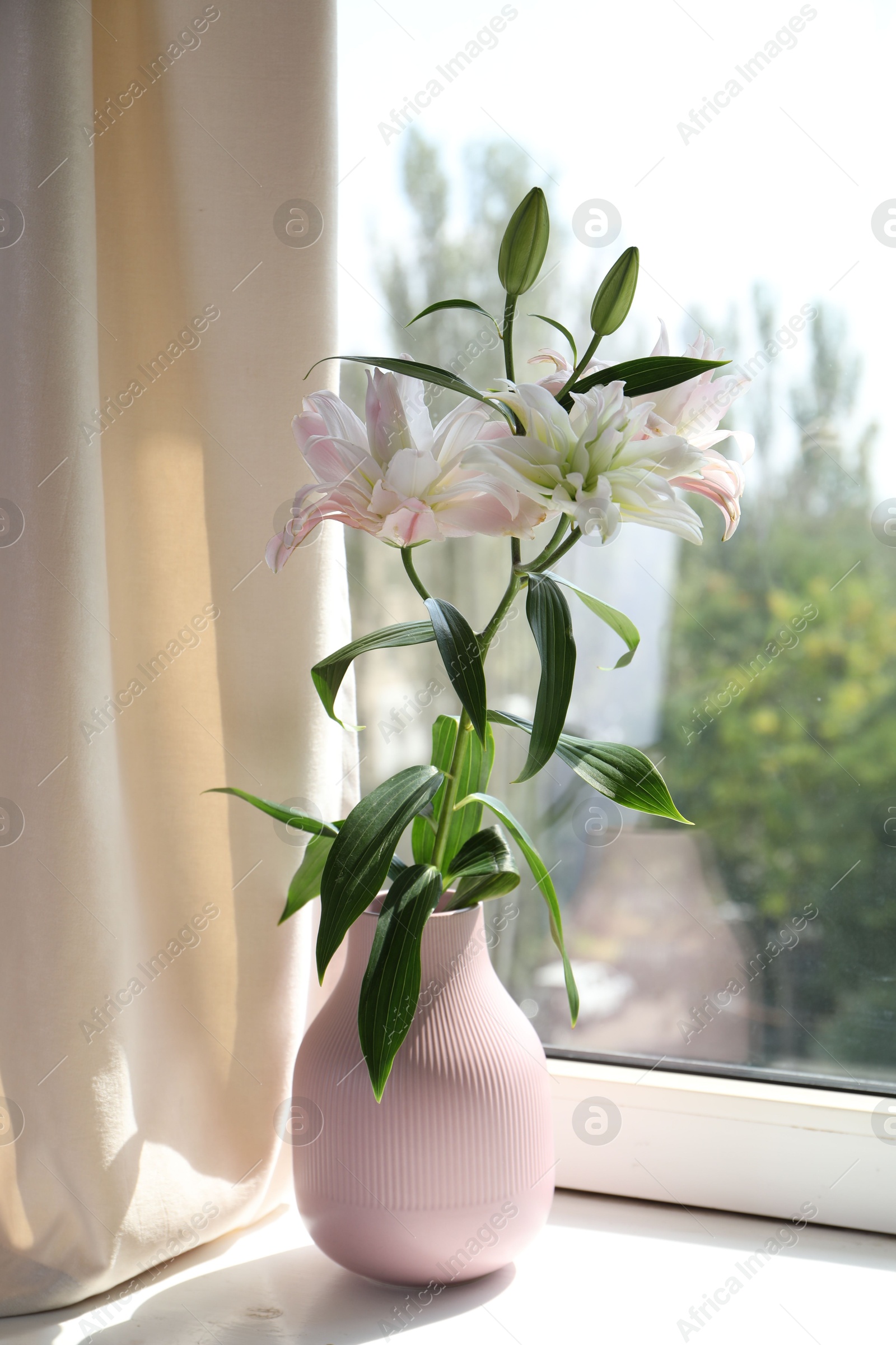 Beautiful lily flowers in vase near window indoors Photo of Beautiful lily flowers in vase near window indoors