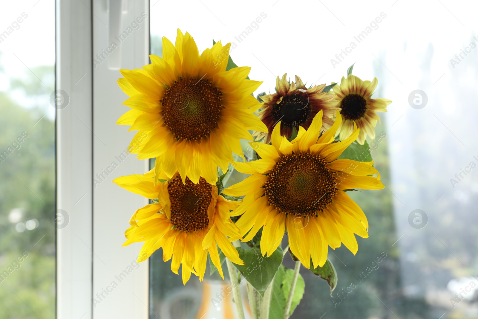 Beautiful sunflowers near window at home, closeup Photo of Beautiful sunflowers near window at home, closeup