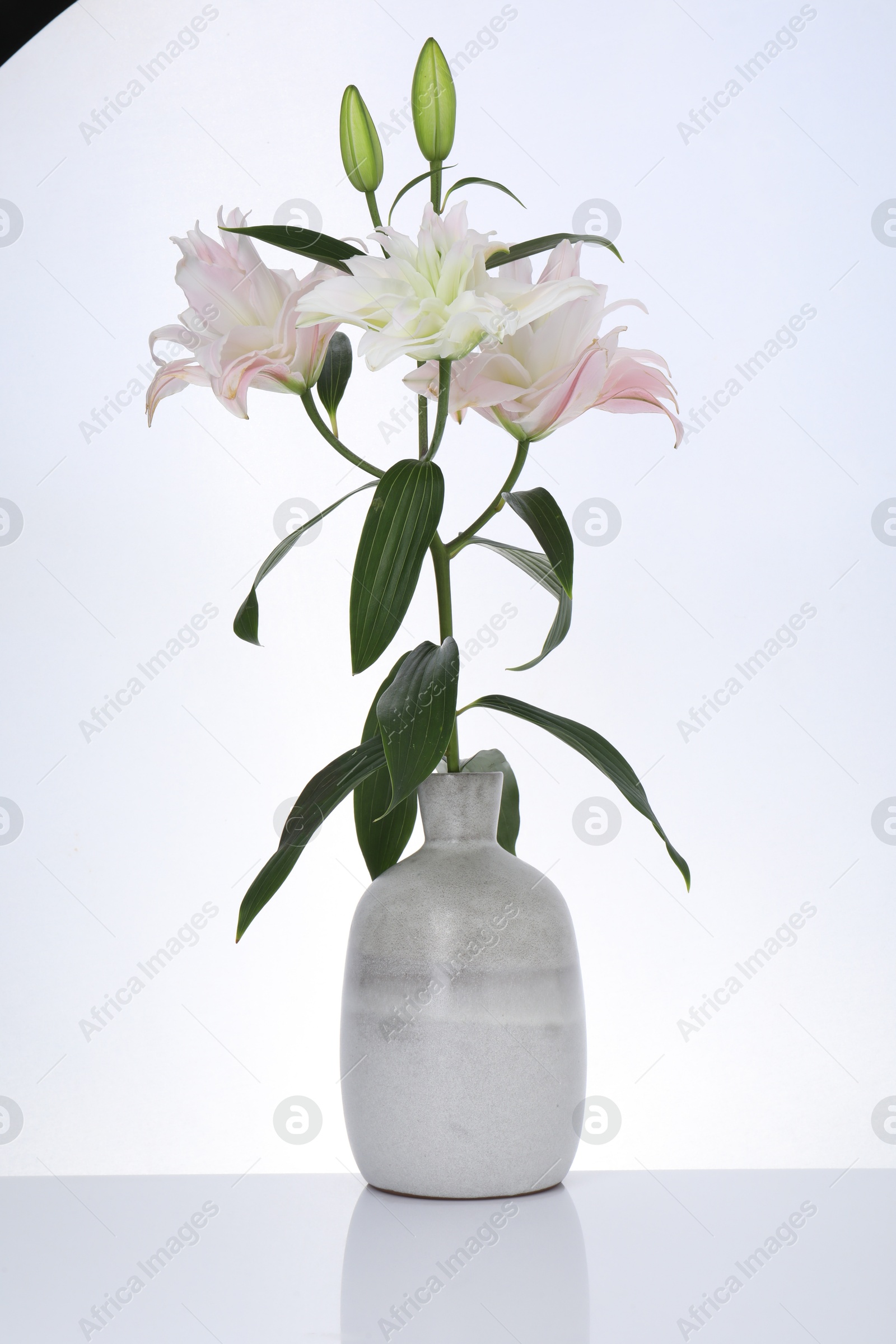 Photo of Beautiful lily flowers in vase on white background