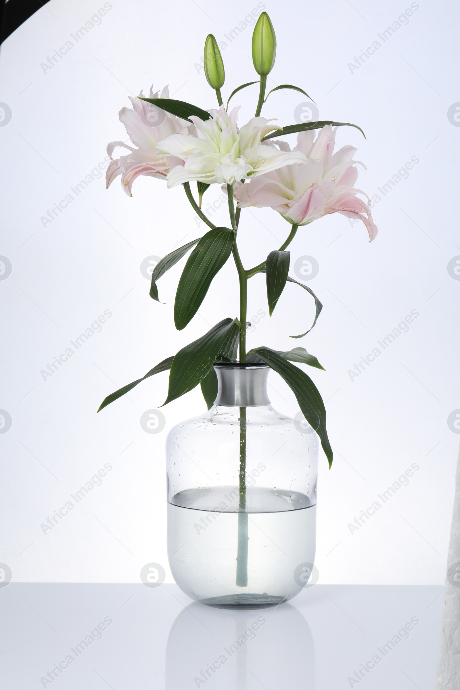 Photo of Beautiful lily flowers in glass vase on white background