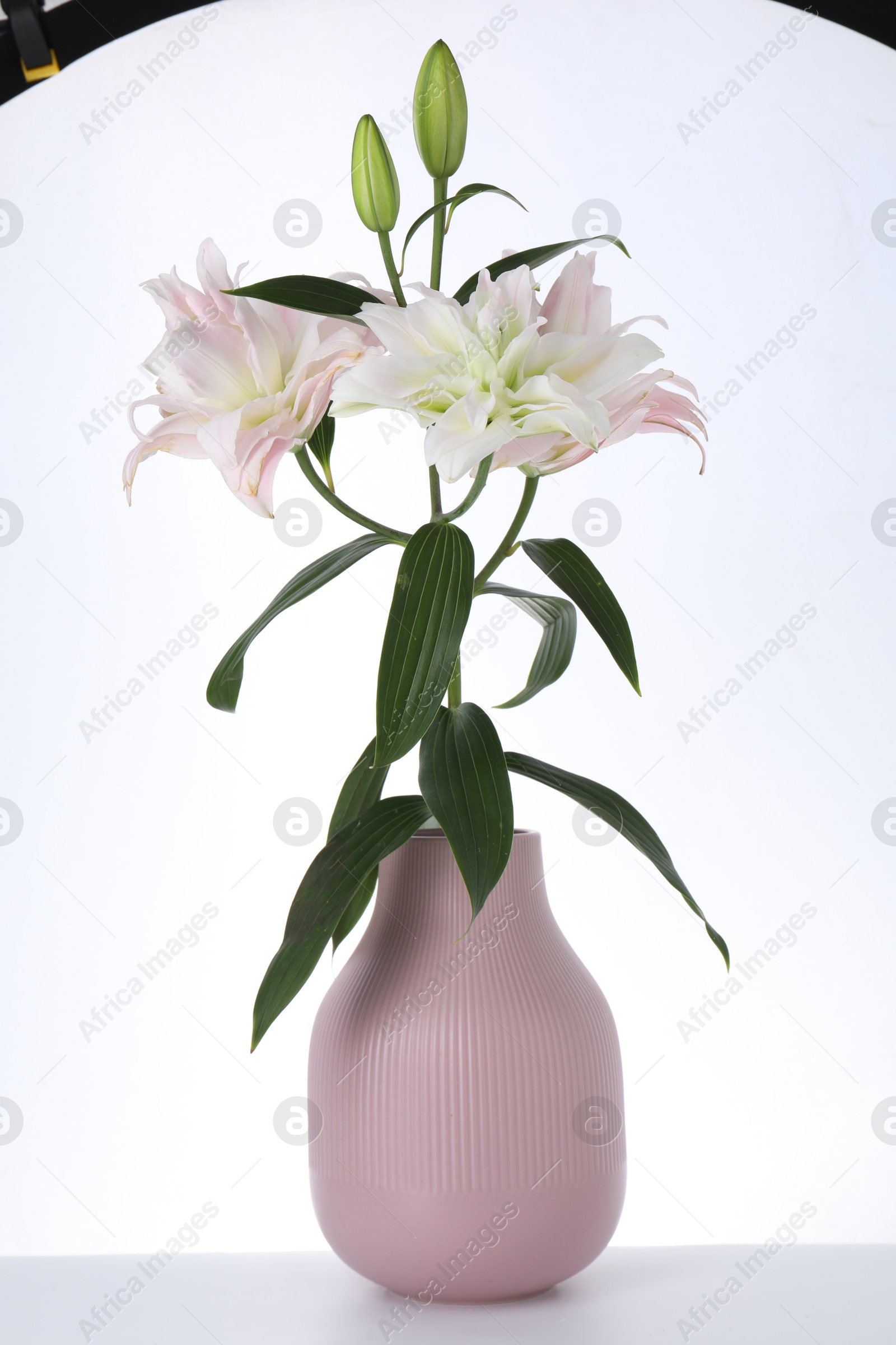 Photo of Beautiful lily flowers in vase on white background