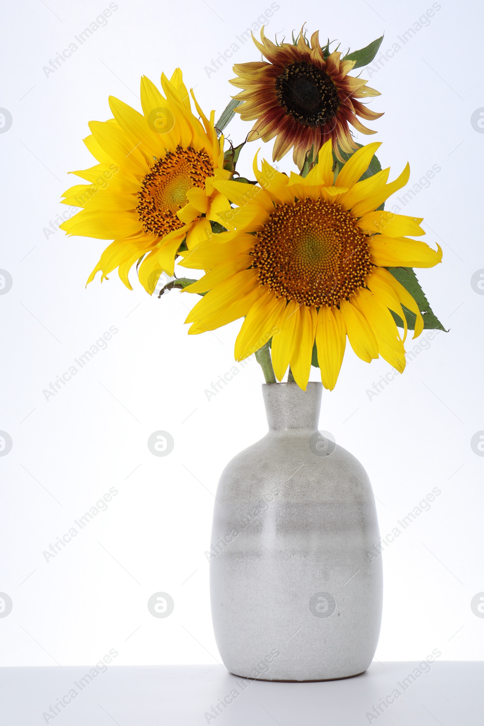 Beautiful sunflowers in vase on white background Photo of Beautiful sunflowers in vase on white background
