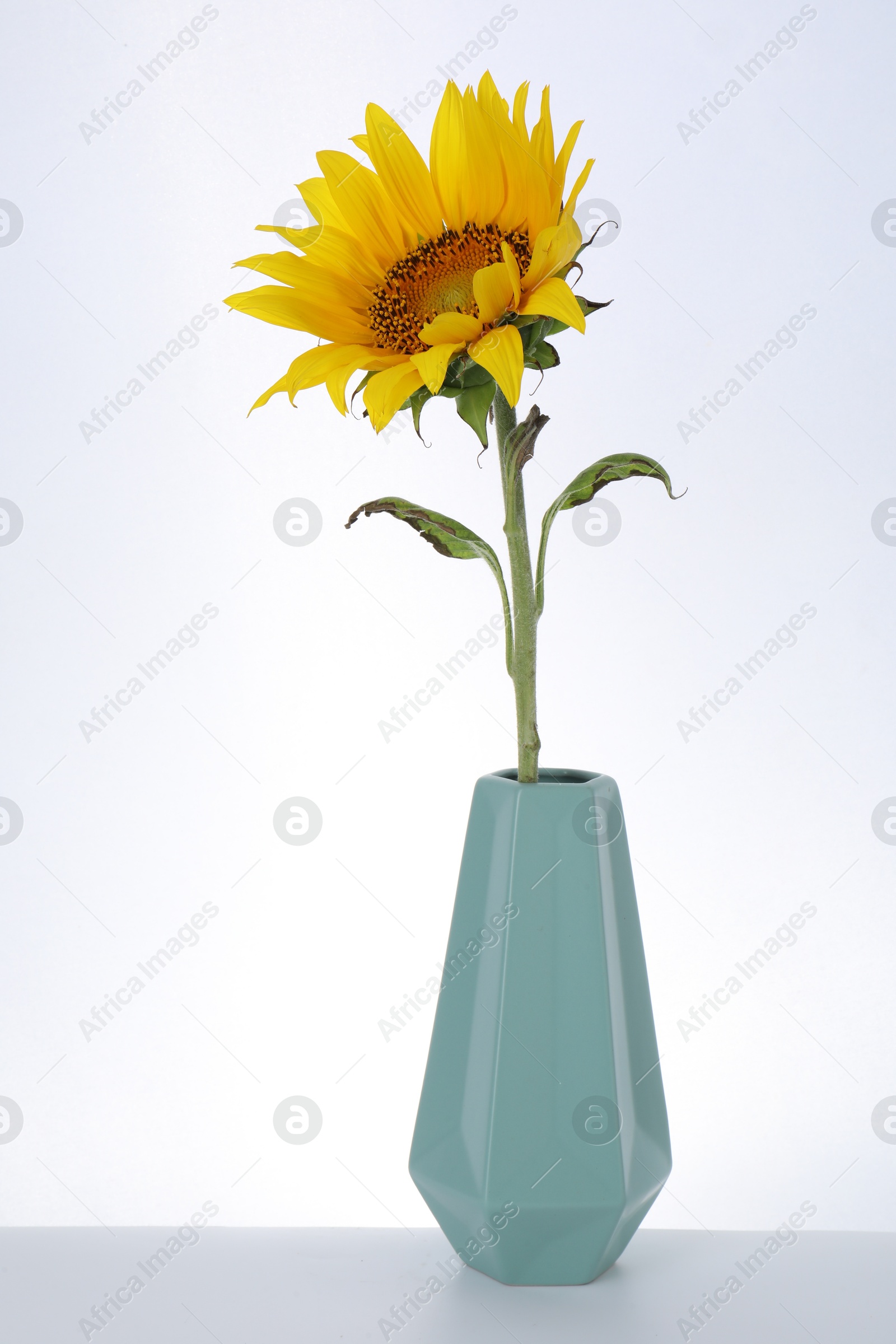Photo of Beautiful sunflower in vase on white background