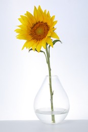Photo of Beautiful sunflower in glass vase on white background