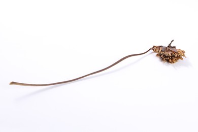 Photo of Beautiful dry dahlia flower on white background