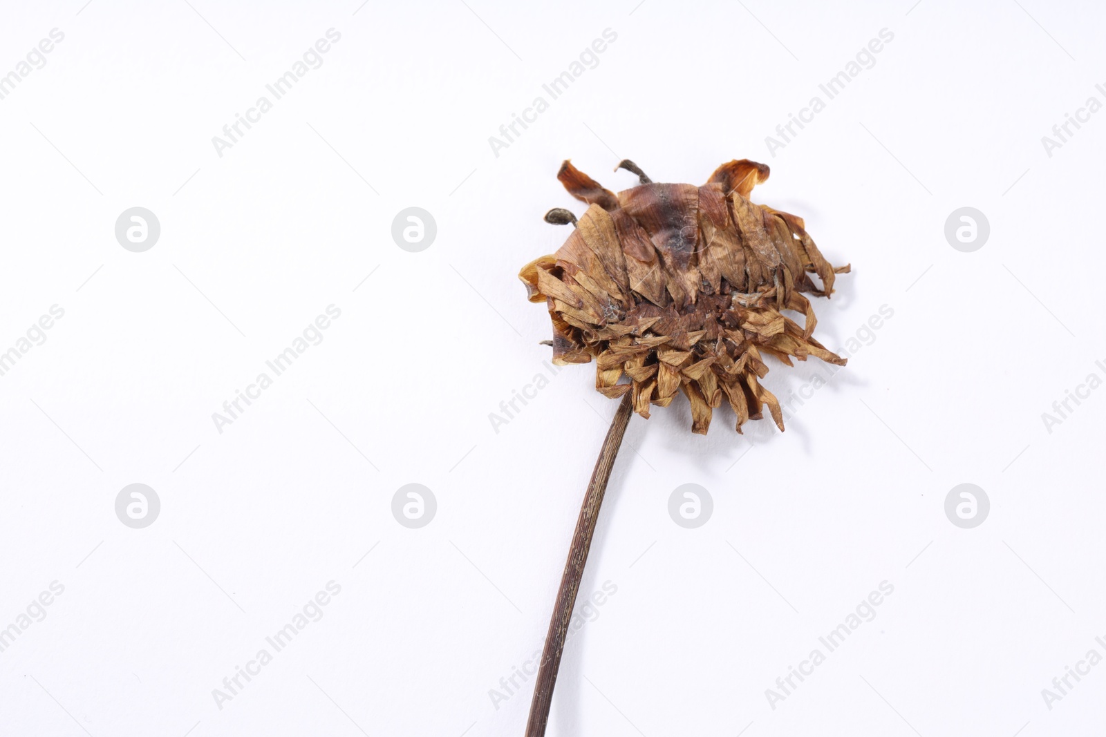 Photo of Beautiful dry dahlia flower on white background, top view