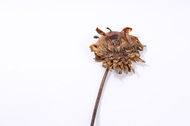 Photo of Beautiful dry dahlia flower on white background, top view