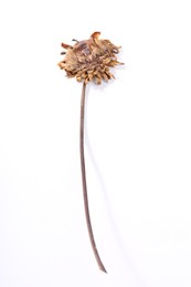 Photo of Beautiful dry dahlia flower on white background, top view