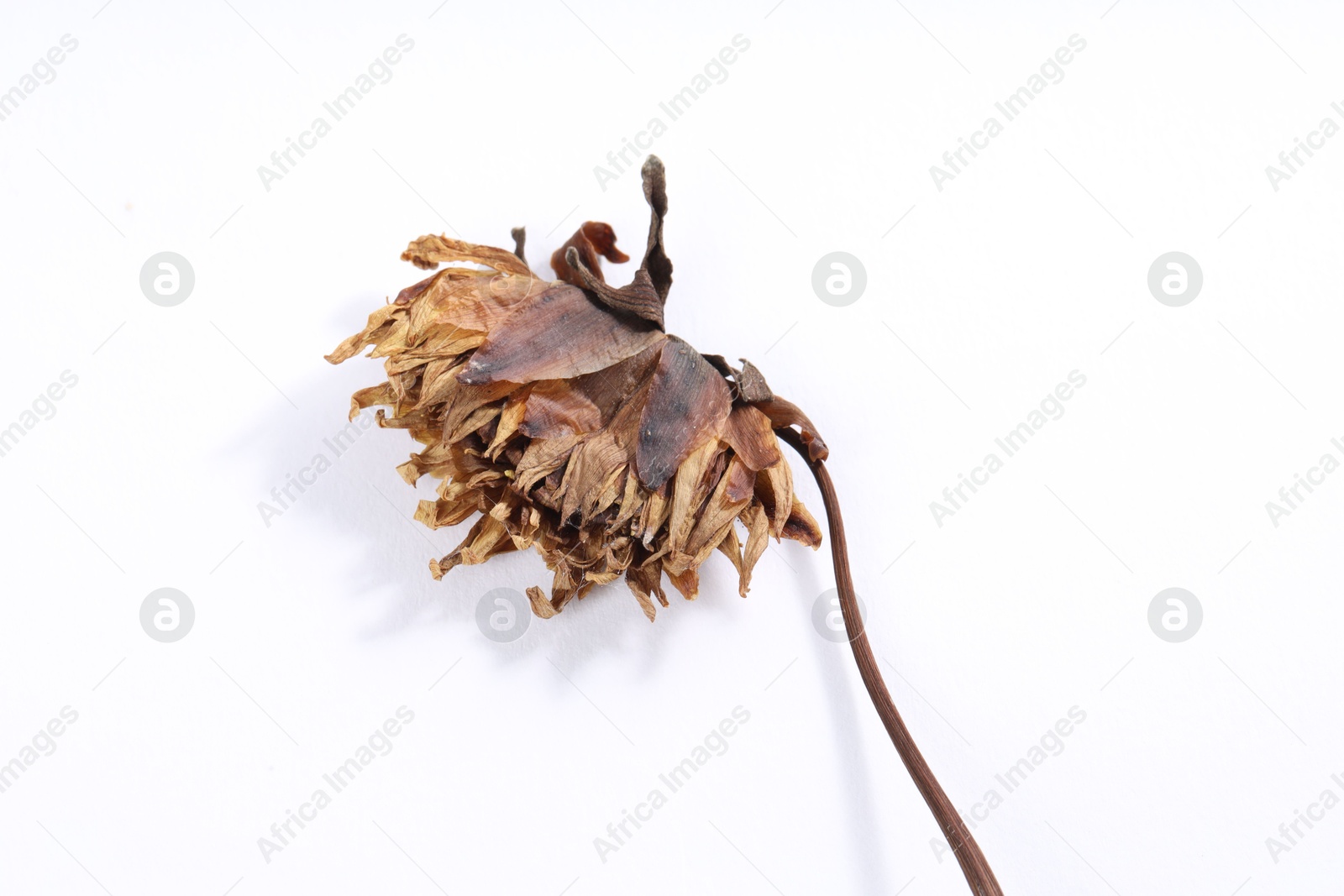 Photo of Beautiful dry dahlia flower on white background, top view