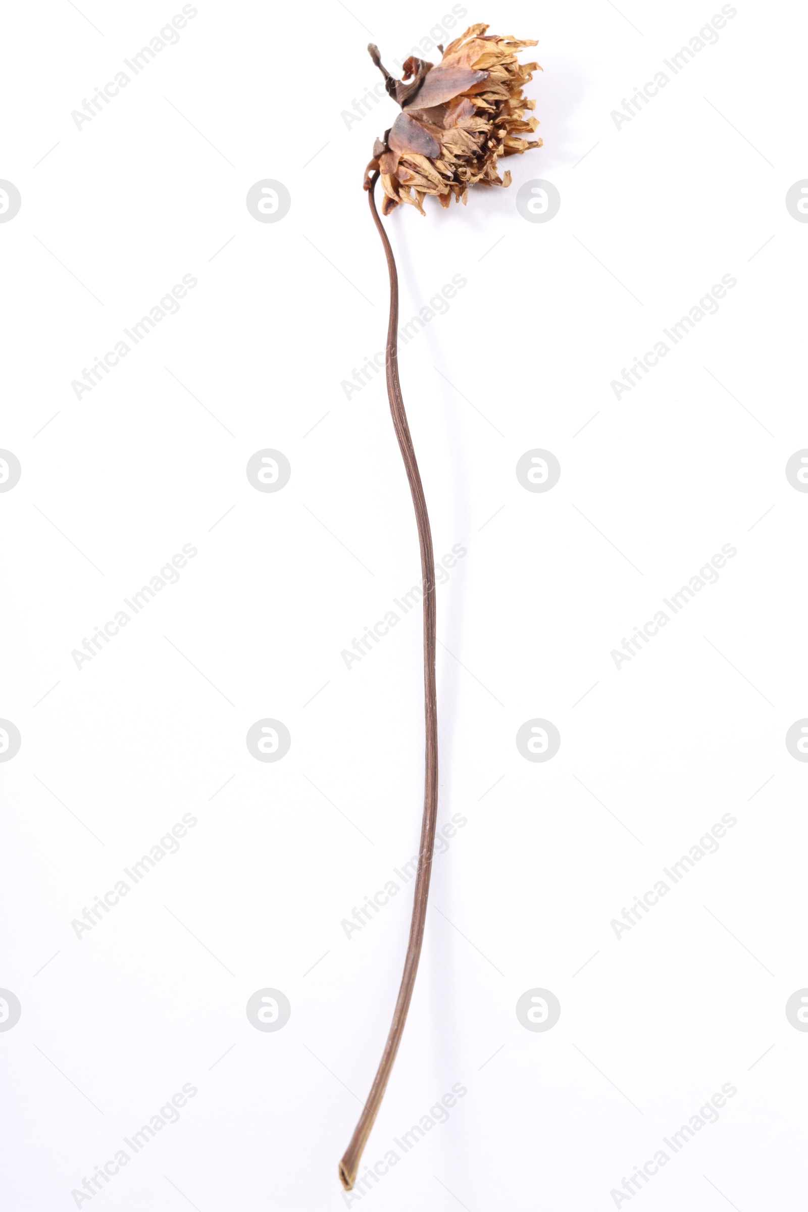 Photo of Beautiful dry dahlia flower on white background, top view