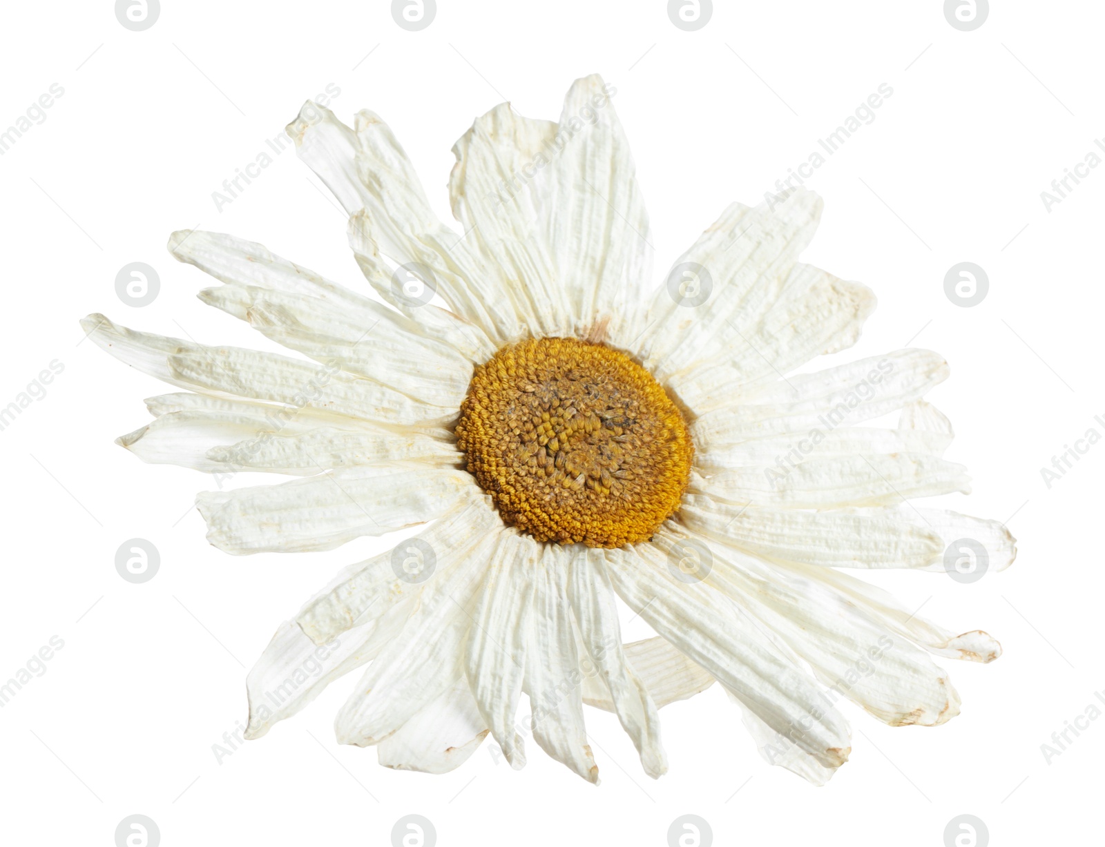 Photo of Beautiful dry chamomile flower isolated on white