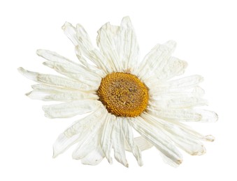 Photo of Beautiful dry chamomile flower isolated on white