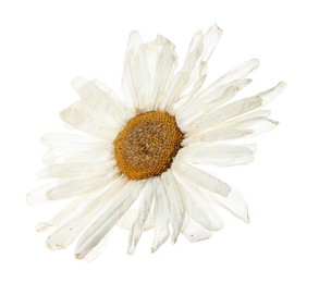 Photo of Beautiful dry chamomile flower isolated on white