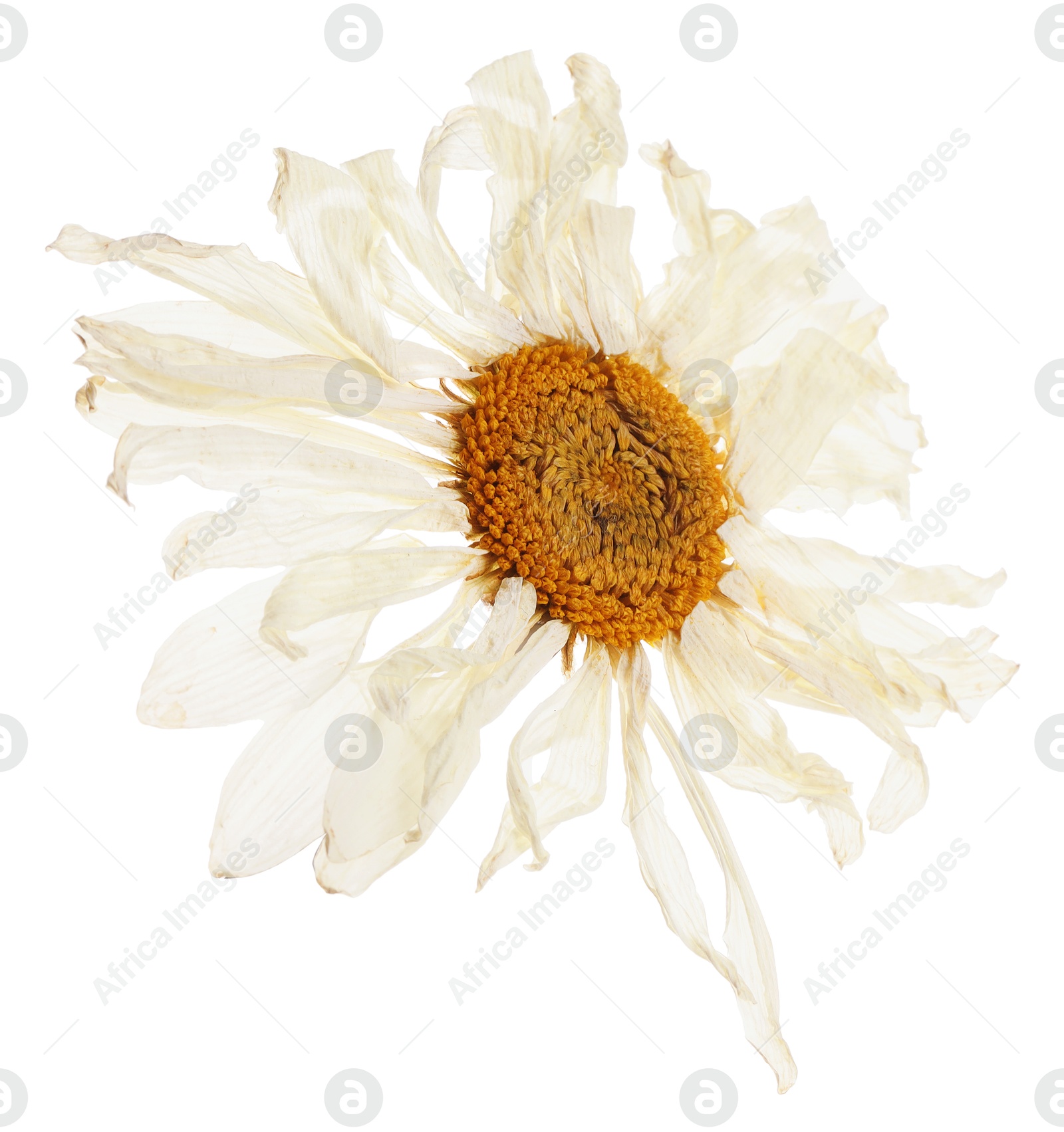 Photo of Beautiful dry chamomile flower isolated on white
