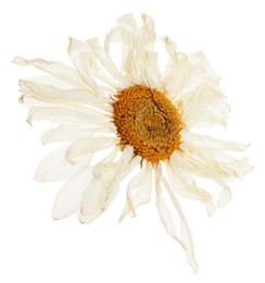 Photo of Beautiful dry chamomile flower isolated on white