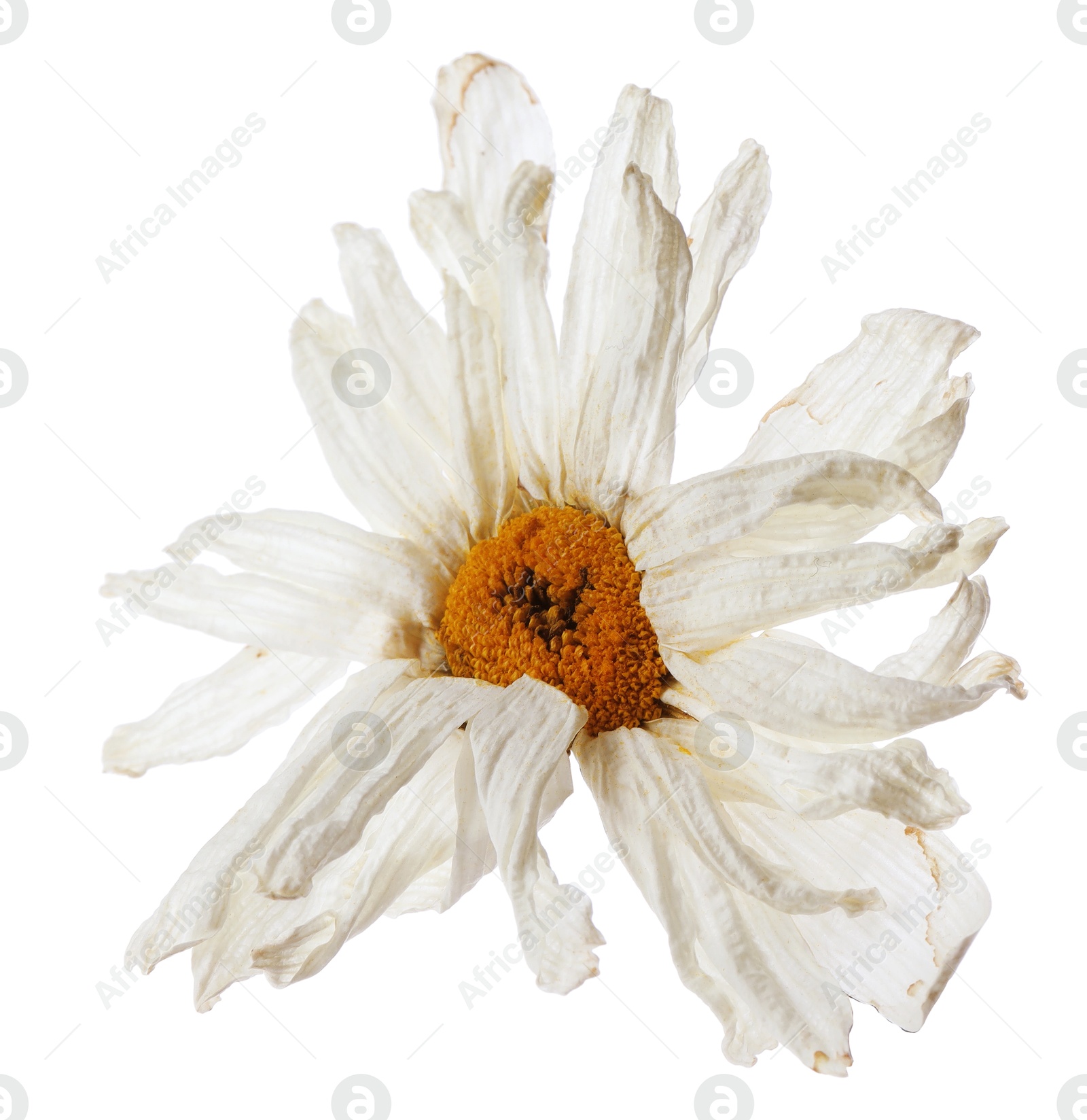 Photo of Beautiful dry chamomile flower isolated on white