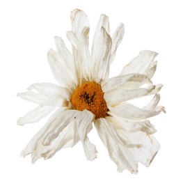 Photo of Beautiful dry chamomile flower isolated on white