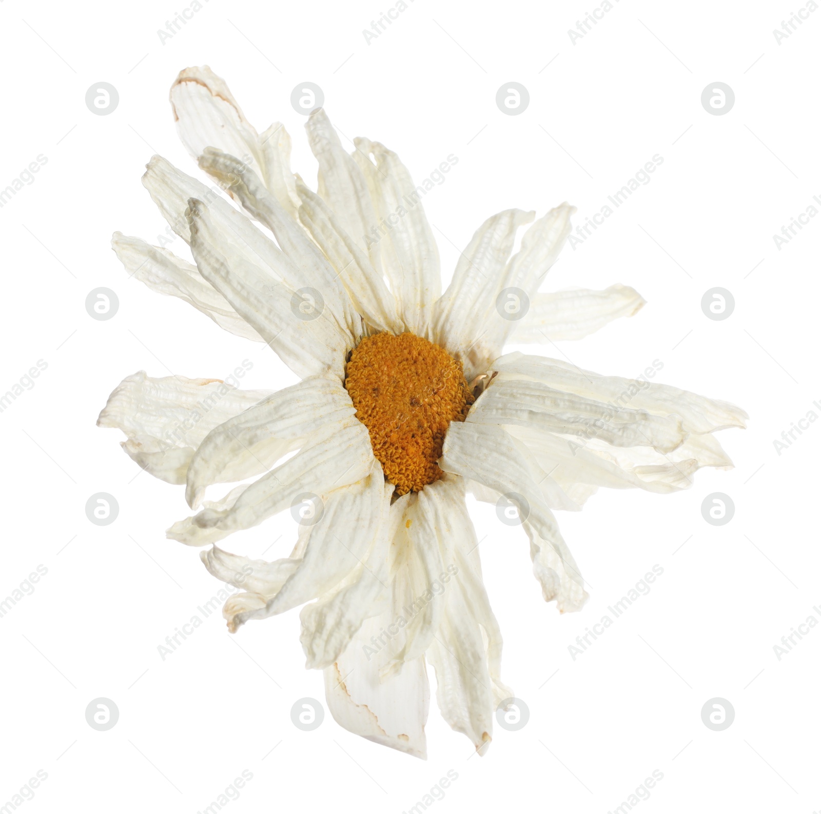 Photo of Beautiful dry chamomile flower isolated on white