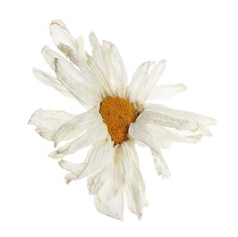 Photo of Beautiful dry chamomile flower isolated on white