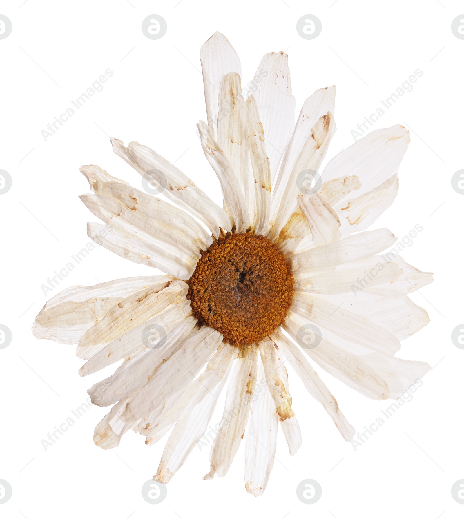 Photo of Beautiful dry chamomile flower isolated on white