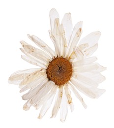 Photo of Beautiful dry chamomile flower isolated on white