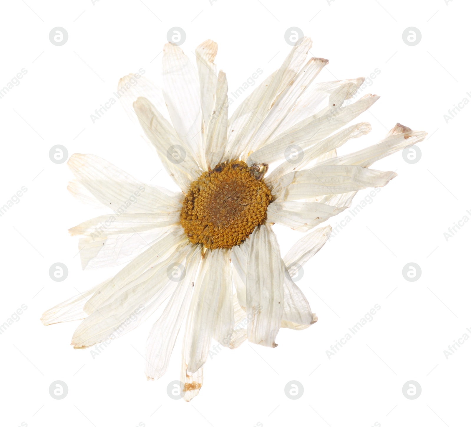 Photo of Beautiful dry chamomile flower isolated on white