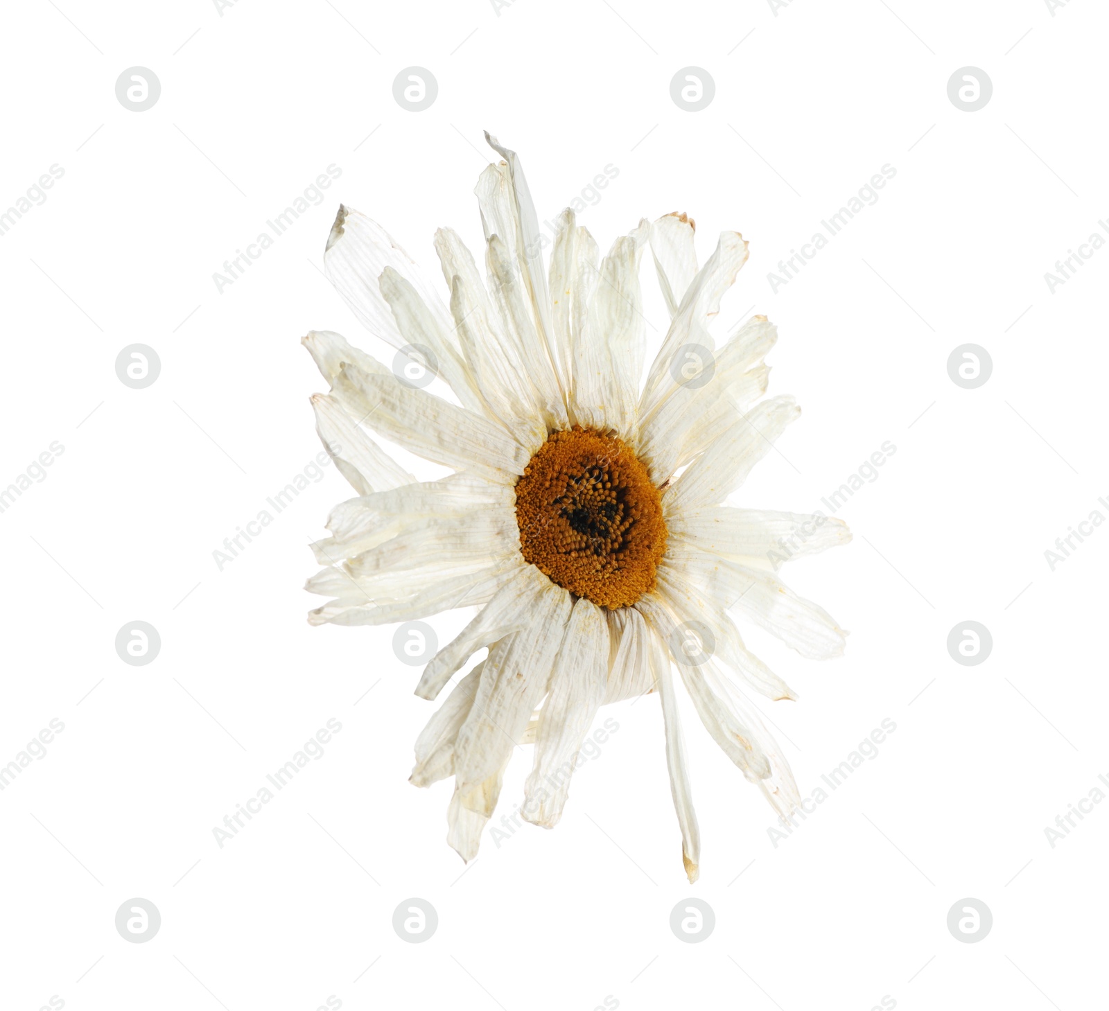 Photo of Beautiful dry chamomile flower isolated on white
